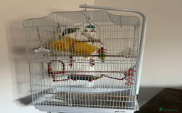 Budgerigars birds for sale: 1 blue and yellow and 1 white and blue budgies - Image 1