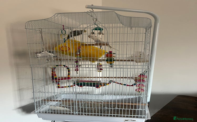 Budgerigars birds - Advert 2