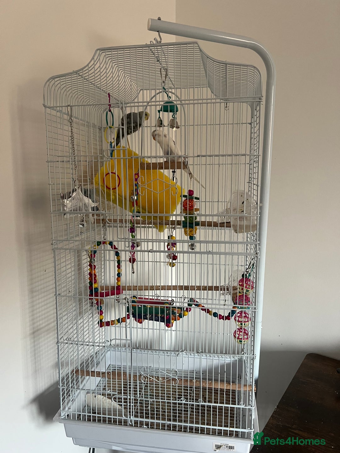 Budgerigars birds for sale: 1 blue and yellow and 1 white and blue budgies - Image 1