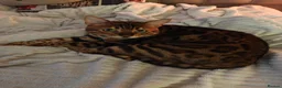 Bengal cats for sale: Must go together  - Advert 1