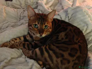 Bengal cats Must go together - Advert 15