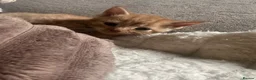 Mixed Breed cats for sale: Gorgeous Gingers  in Ashford - Advert 3