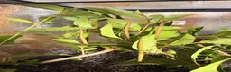 Stick Insects invertebrates for sale: Baby Indian Stick Insects  - Advert 4