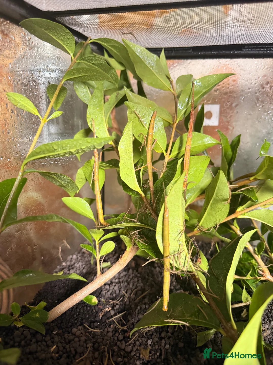 Stick Insects invertebrates for sale: Baby Indian Stick Insects  - Advert 4