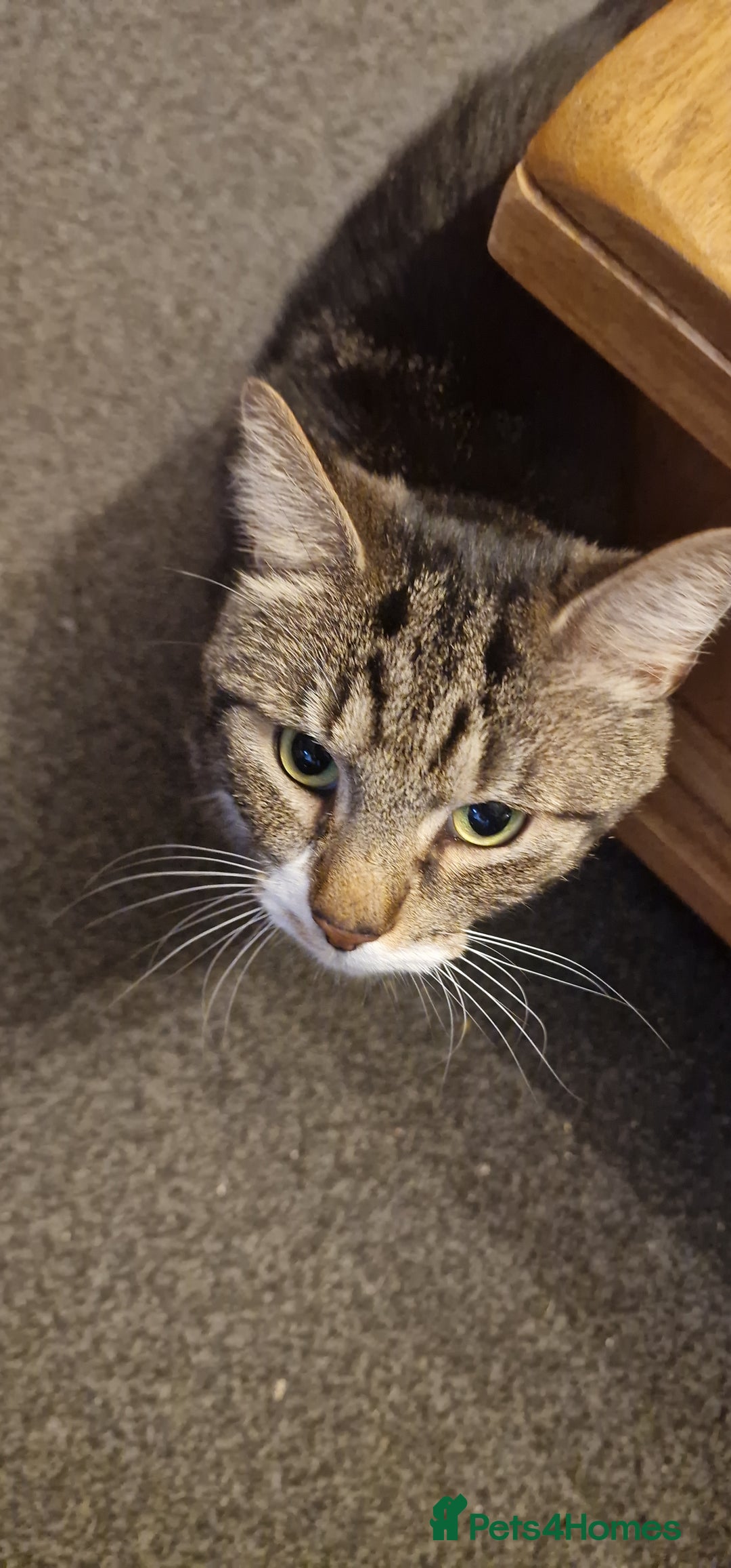 Mixed Breed cats for sale: Loving Tabby tom cat - Advert 2