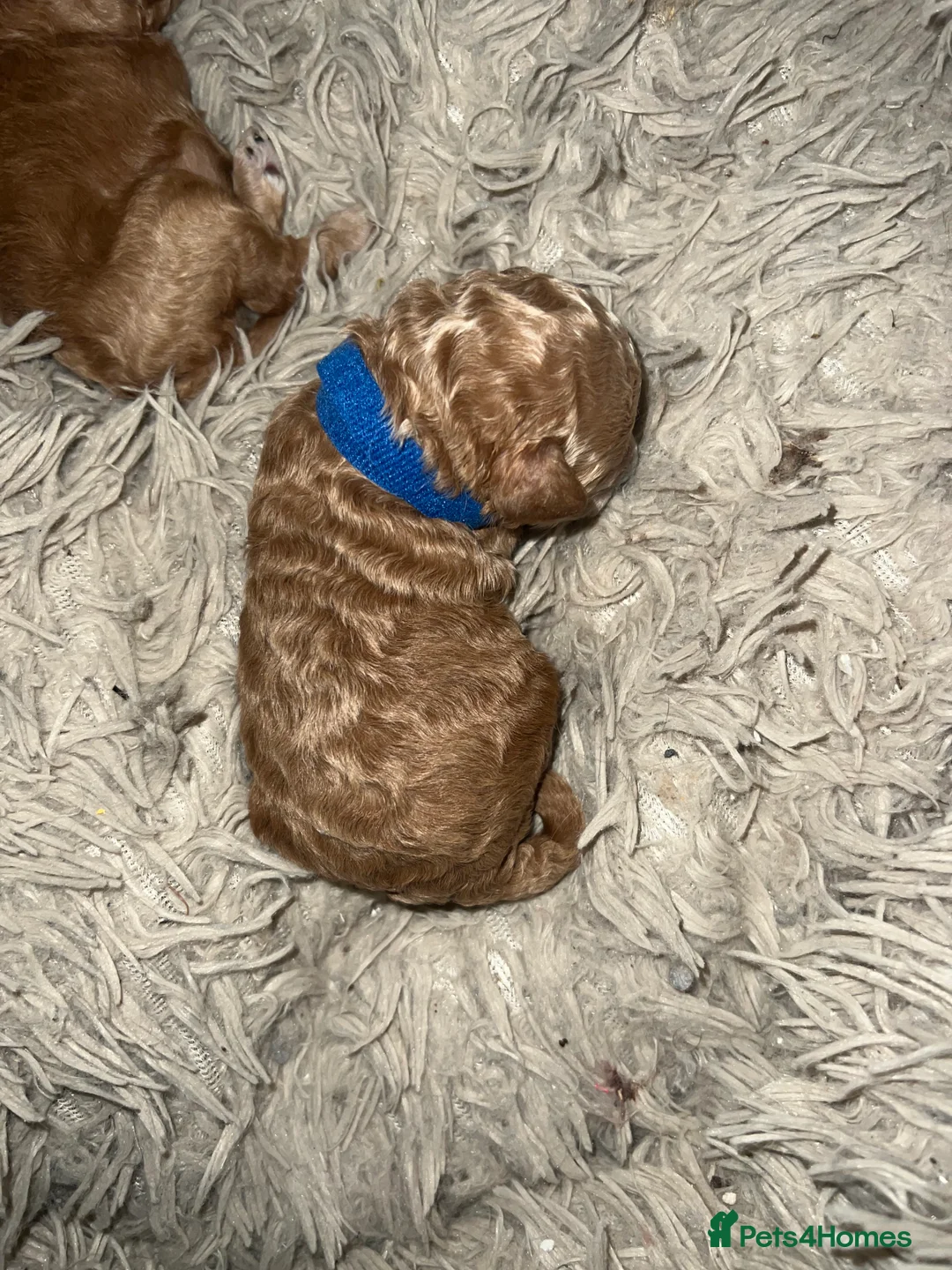 Toy Poodle dogs for sale: KC Reg Full health Check Red Toy Poodles in Liverpool - Advert 6