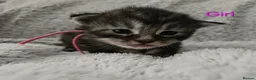 Maine Coon cats for sale: 6 TICA registered Maine Coon kittens. - Advert 8