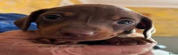 Miniature Dachshund dogs for sale: Adorable litter of Miniature Dachshund Puppies - Advert 7