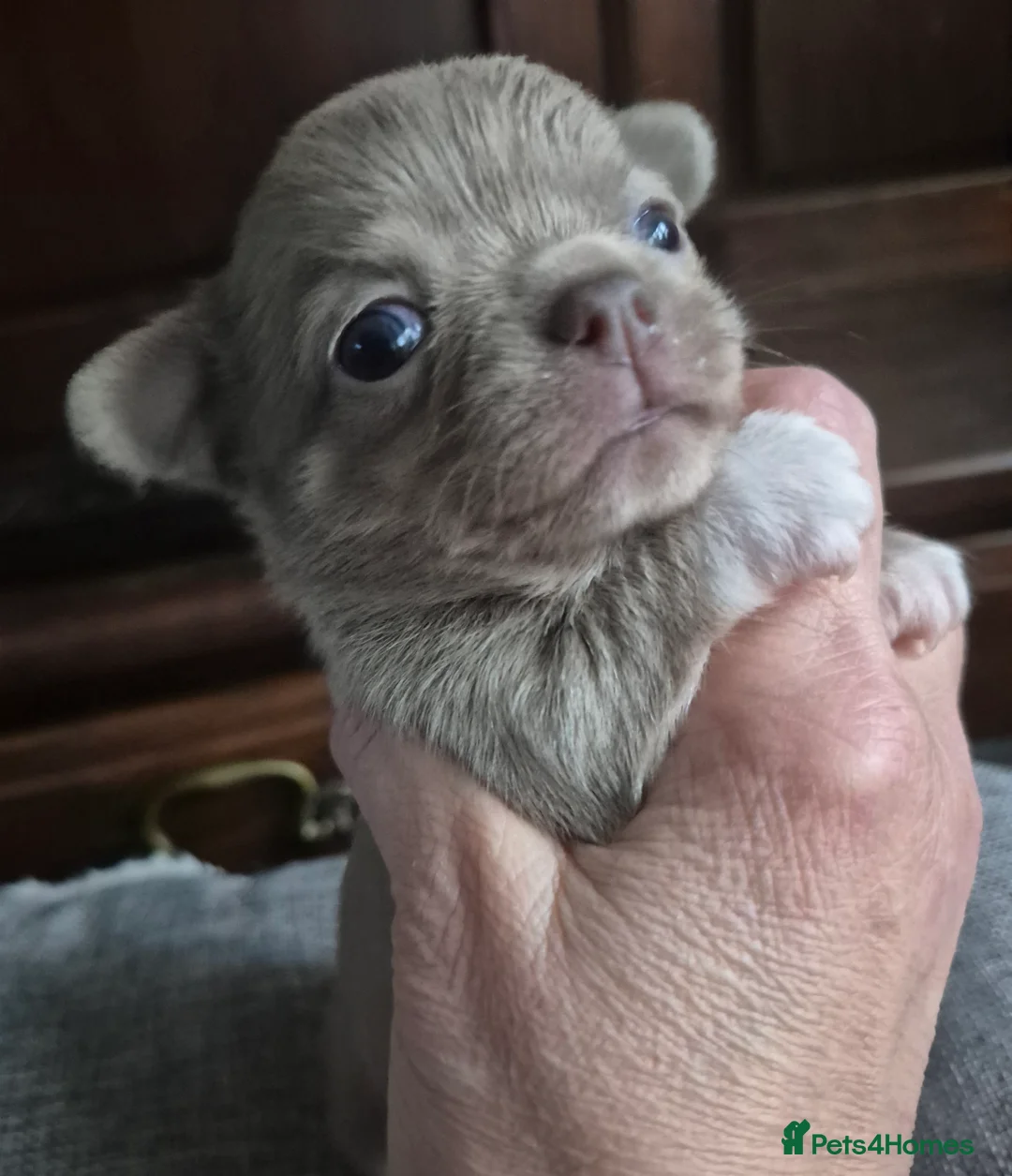 Chihuahua dogs for sale: KC chihuahua puppies  - Advert 12