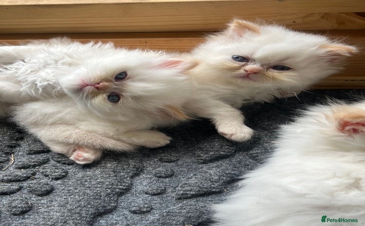 Persian cats in Staines - Advert 13