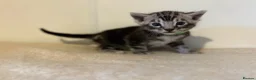 Bengal cats for sale: Pedigree Tica Bengal Kittens - Advert 22