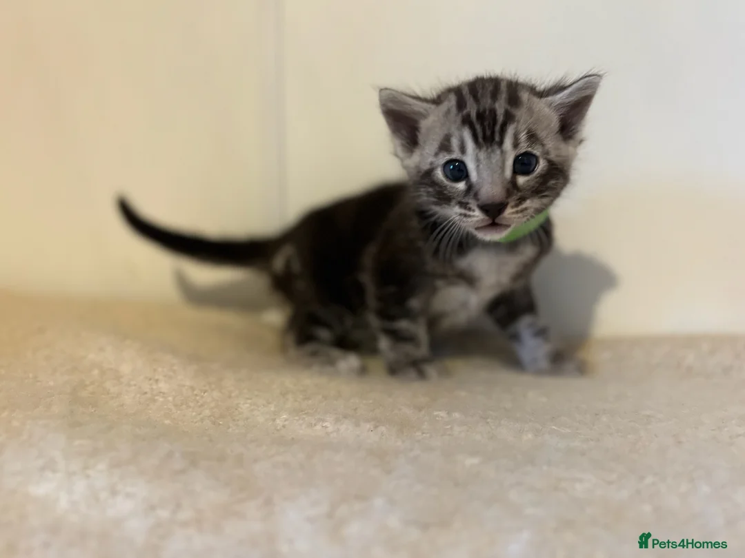 Bengal cats for sale: READY NOW ActiveTICA SilverCharcoal Bengal Kittens - Advert 38