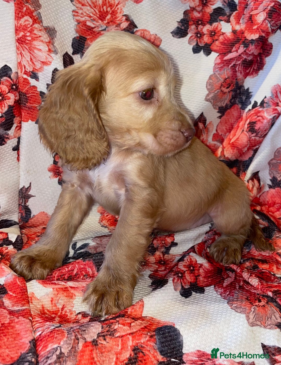 Cocker Spaniel dogs for sale: Beautiful golden puppies ready to leave now! - Advert 10