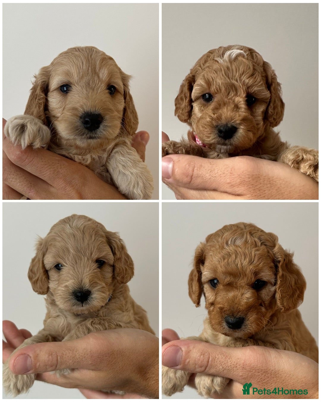 Cockapoo dogs Ready in less than 2 weeks! - Cockapoo Puppies - Advert 2