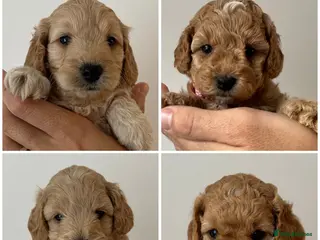 Cockapoo dogs Ready in less than 2 weeks! - Cockapoo Puppies - Advert 2