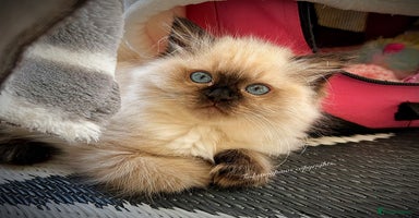 Ragdoll cats - Advert 4
