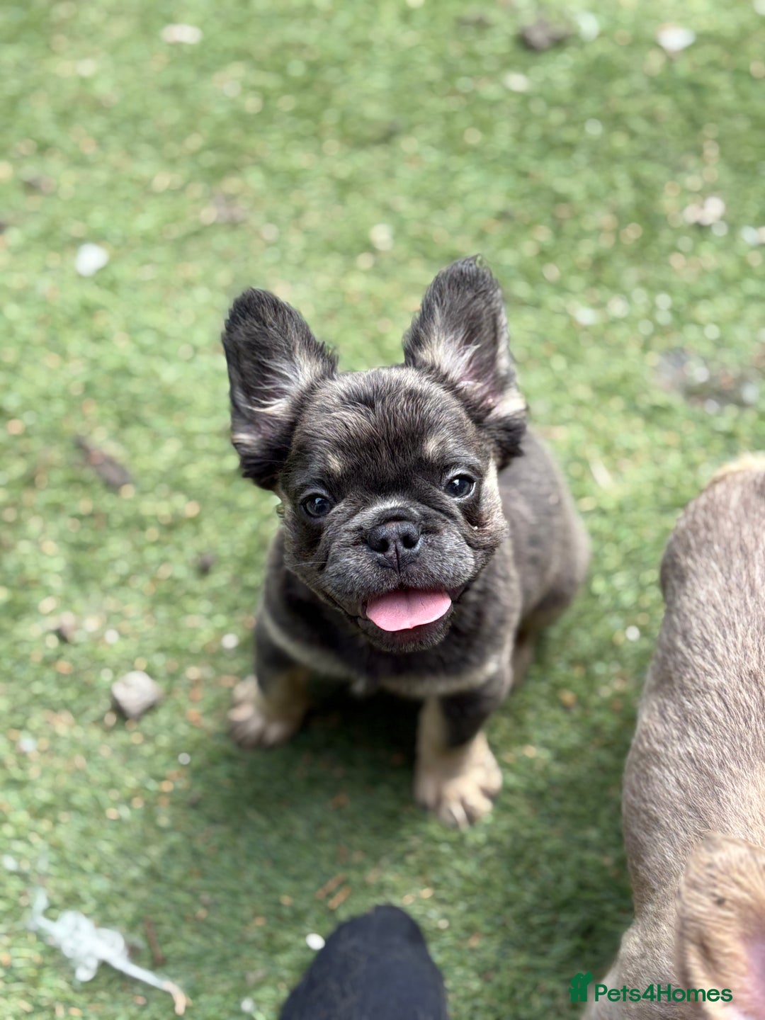 French Bulldog dogs for sale: Beautiful French bulldog girls (ready now) - Image 4