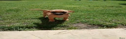Mixed Breed dogs for sale: Beautiful Chipin puppies (Chihuahua x Pinscher) in Wisbech - Advert 10