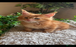 Maine Coon cats for sale: Beautiful GCCF Maine Coon kittens - Advert 33