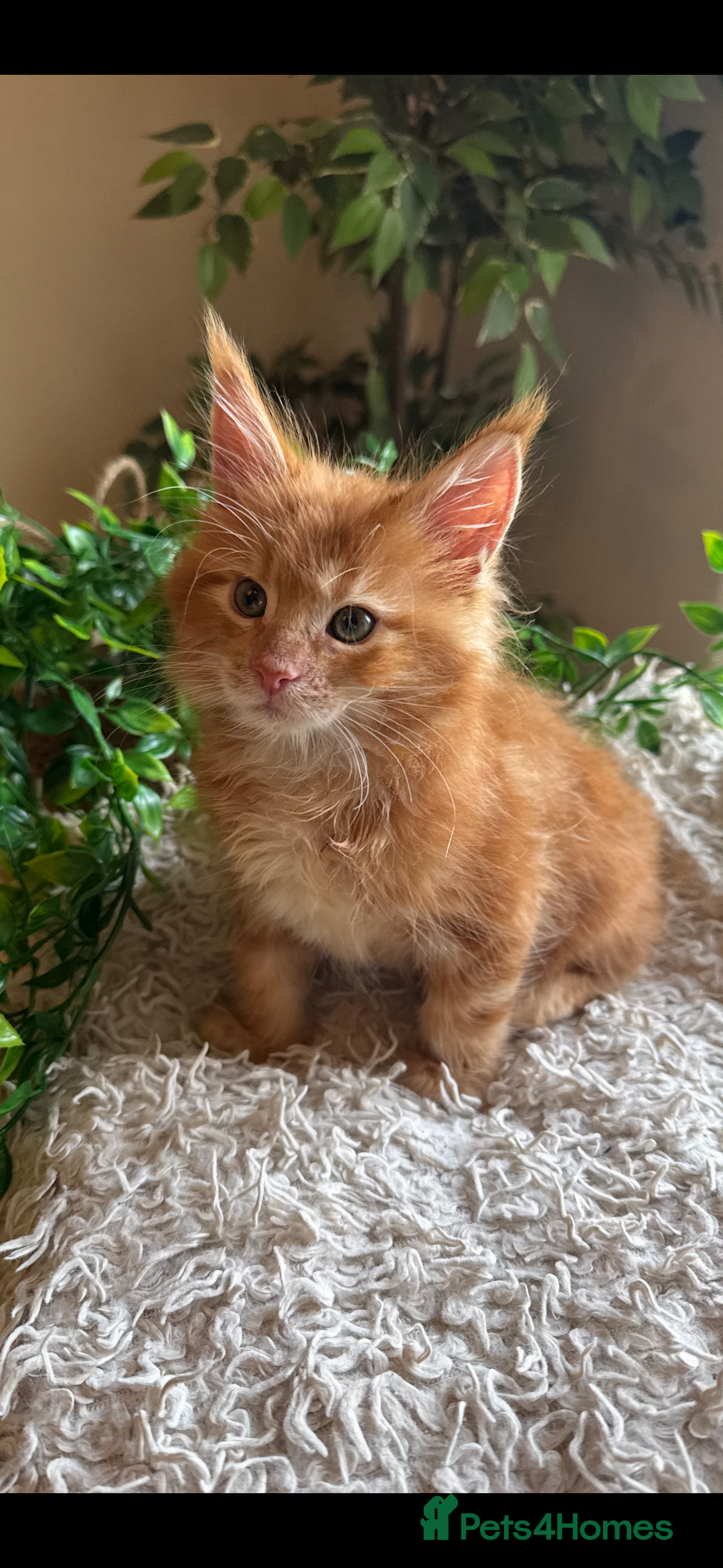 Maine Coon cats for sale: Beautiful GCCF Maine Coon kittens - Advert 33