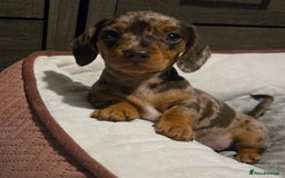Dachshund dogs for sale: Miniture smooth haired dachshund - Image 1