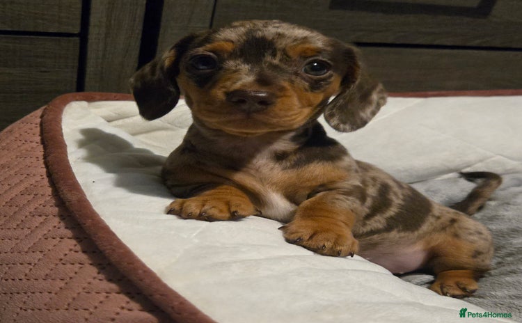 Dachshund dogs - Advert 8