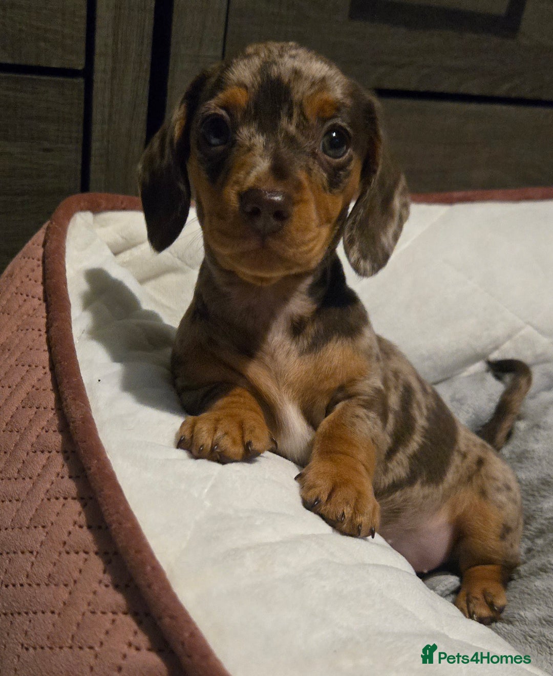 Dachshund dogs for sale: Miniture smooth haired dachshund - Image 1