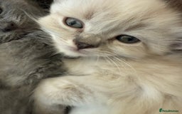 Ragdoll cats for sale: ADORABLE RAGDOLL KITTENS - READY NOW - Image 13