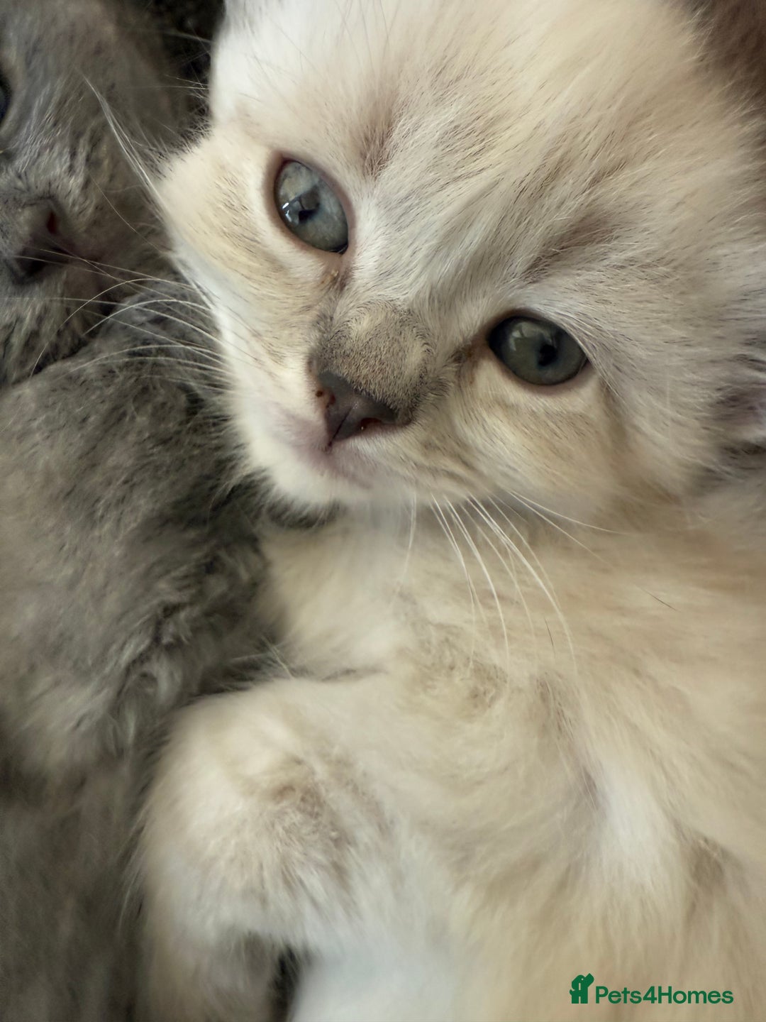 Ragdoll cats for sale: ADORABLE RAGDOLL KITTENS - READY NOW - Image 13