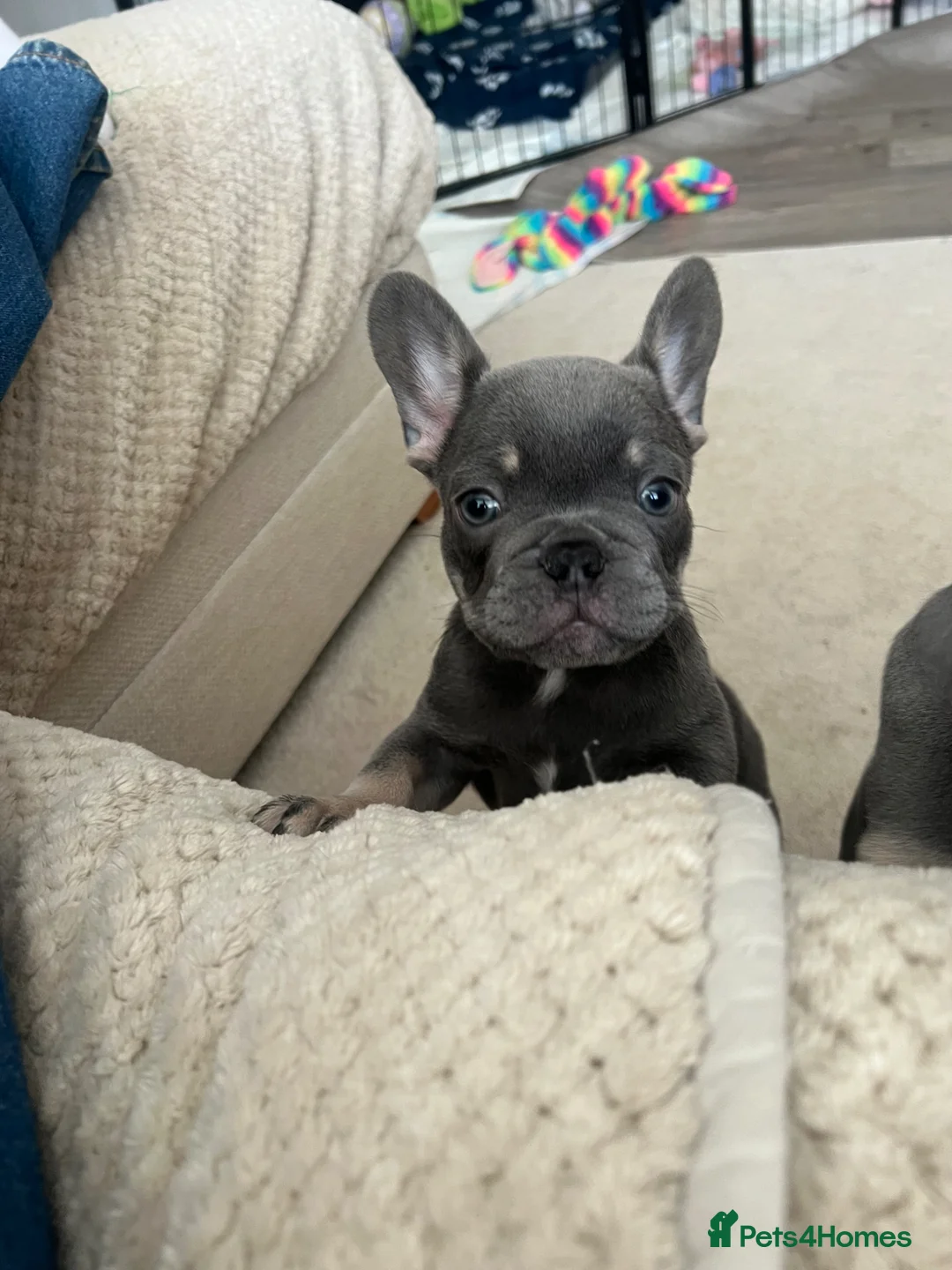 French Bulldog dogs for sale: French Bulldog 1 male remaining - Advert 1