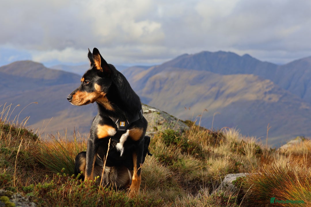 Mixed Breed dogs for sale: Australian Kelpie (75%) x Huntaway (25%) Puppies - Advert 5