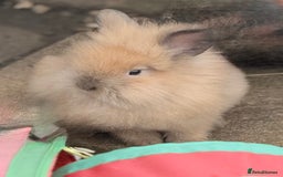 Lionhead rabbits for sale: Double Mane (f)&No Mane(m) Lionhead £50 & £2 - Image 22