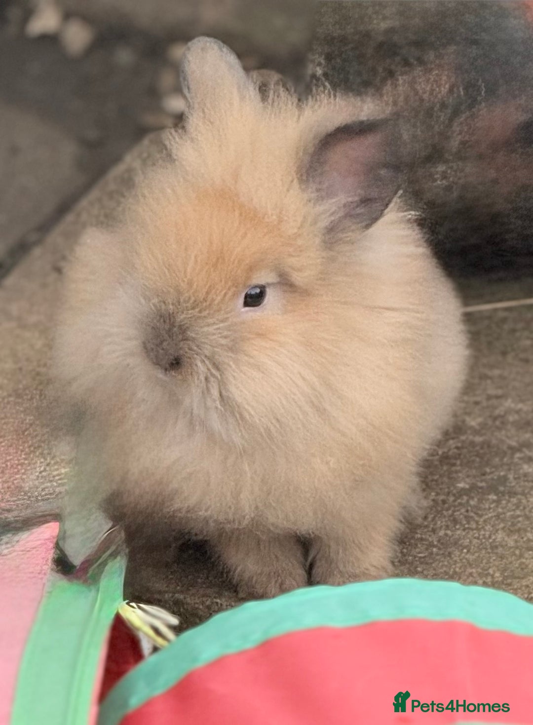 Lionhead rabbits for sale: Double Mane (f)&No Mane(m) Lionhead £50 & £2 - Image 22