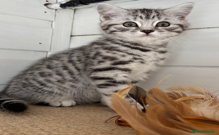 British Shorthair cats - Advert 11