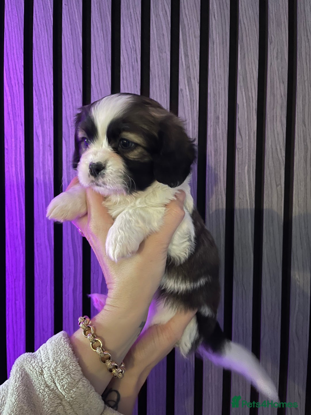 Mixed Breed dogs for sale: Beautiful Shih Tzu X Maltese pups  - Advert 2