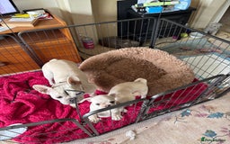 Frug dogs for sale: Truly Outstanding Fruggie Girls - Image 9