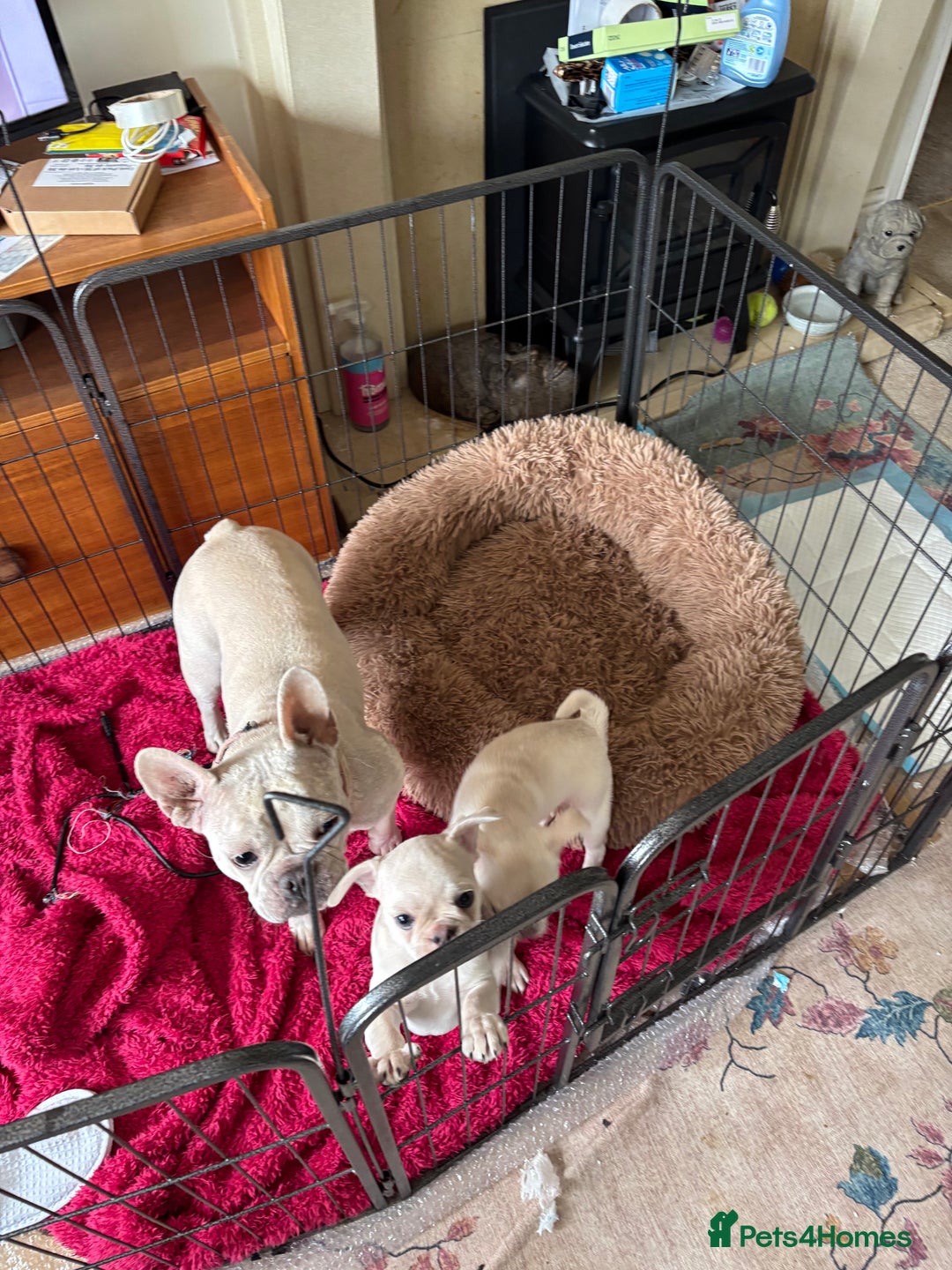 Frug dogs for sale: Truly Outstanding Fruggie Girls - Image 9