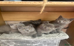 British Shorthair cats for sale: 5 British Shorthair kittens for sale - Image 1