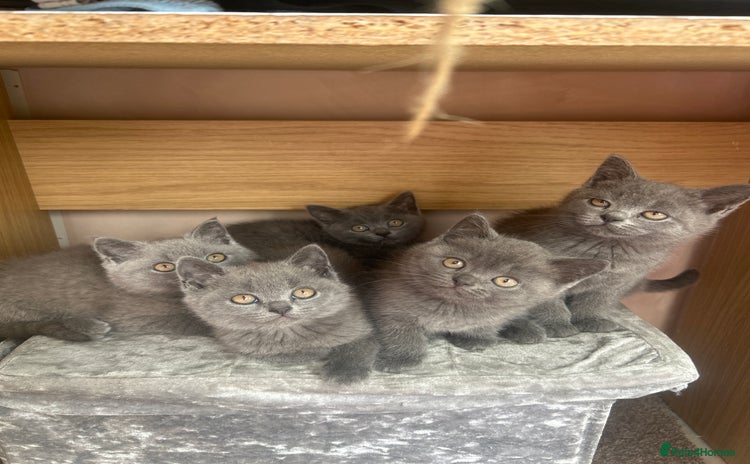 British Shorthair cats - Advert 9