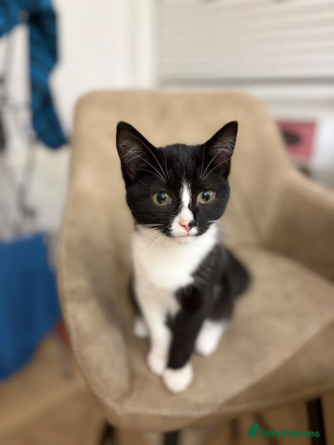 Mixed Breed cats for sale: Luna  - Advert 2