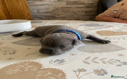 Staffordshire Bull Terrier dogs for sale: solid blues - Image 18
