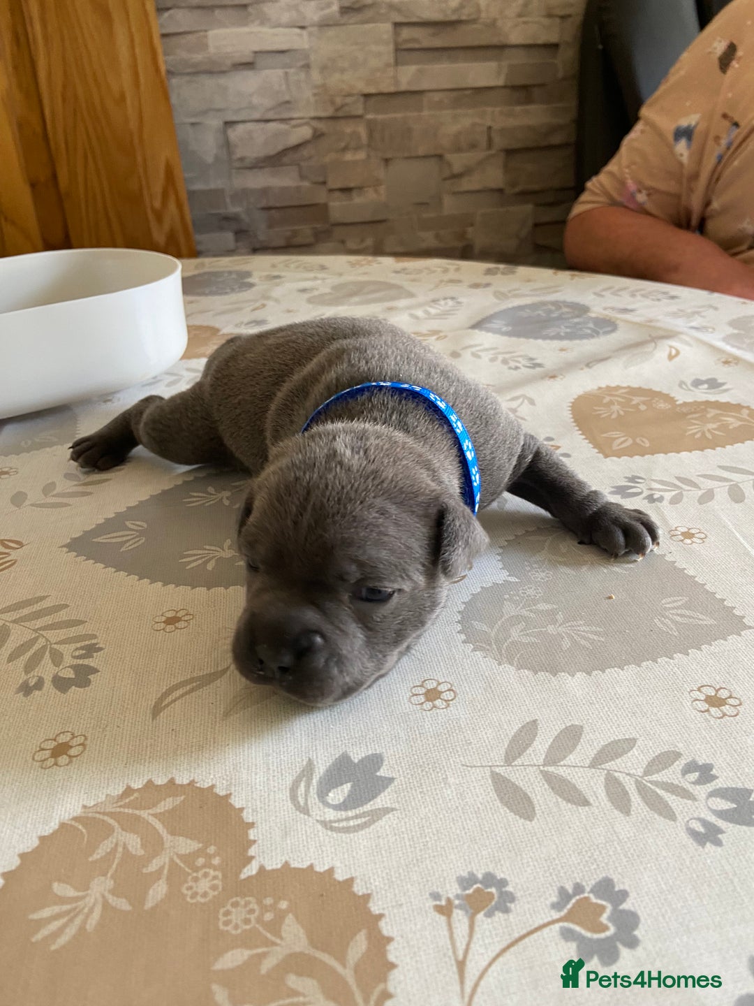 Staffordshire Bull Terrier dogs for sale: solid blues - Image 18