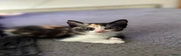 Mixed Breed cats for sale: 2 female kittens available  - Advert 7