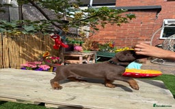 Dobermann dogs for sale: Doberman brown & tan - Image 35