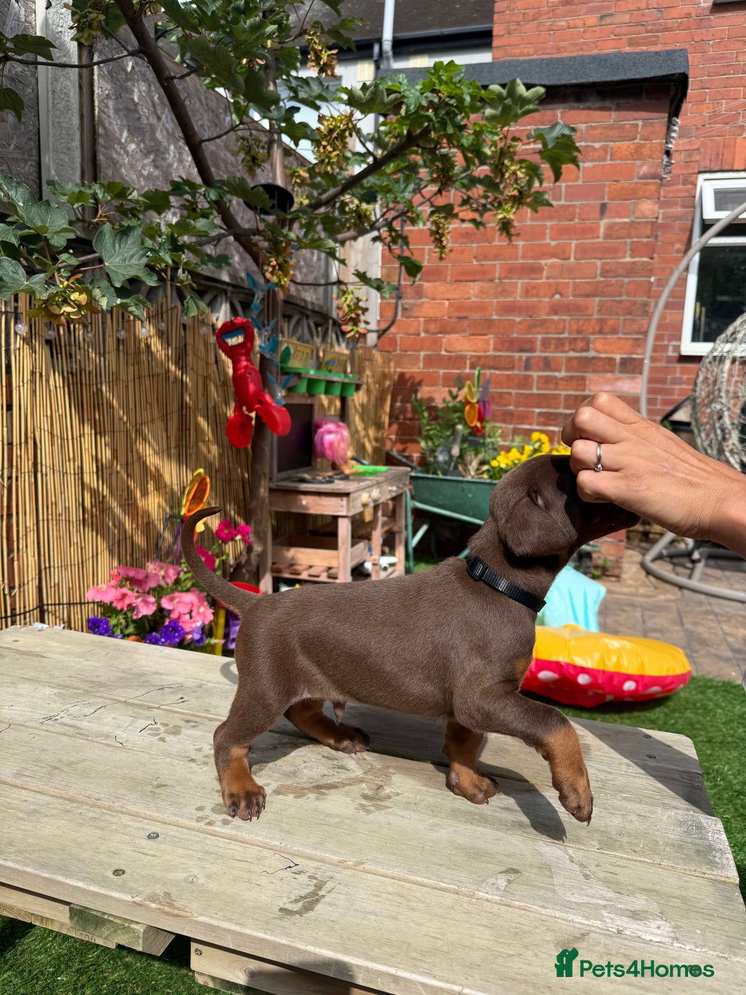 Dobermann dogs for sale: Doberman brown & tan - Image 35