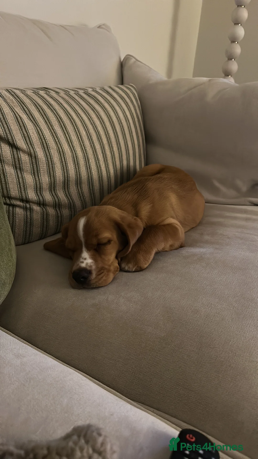 Bocker dogs for sale: 5 month old Bocker puppy - Advert 2