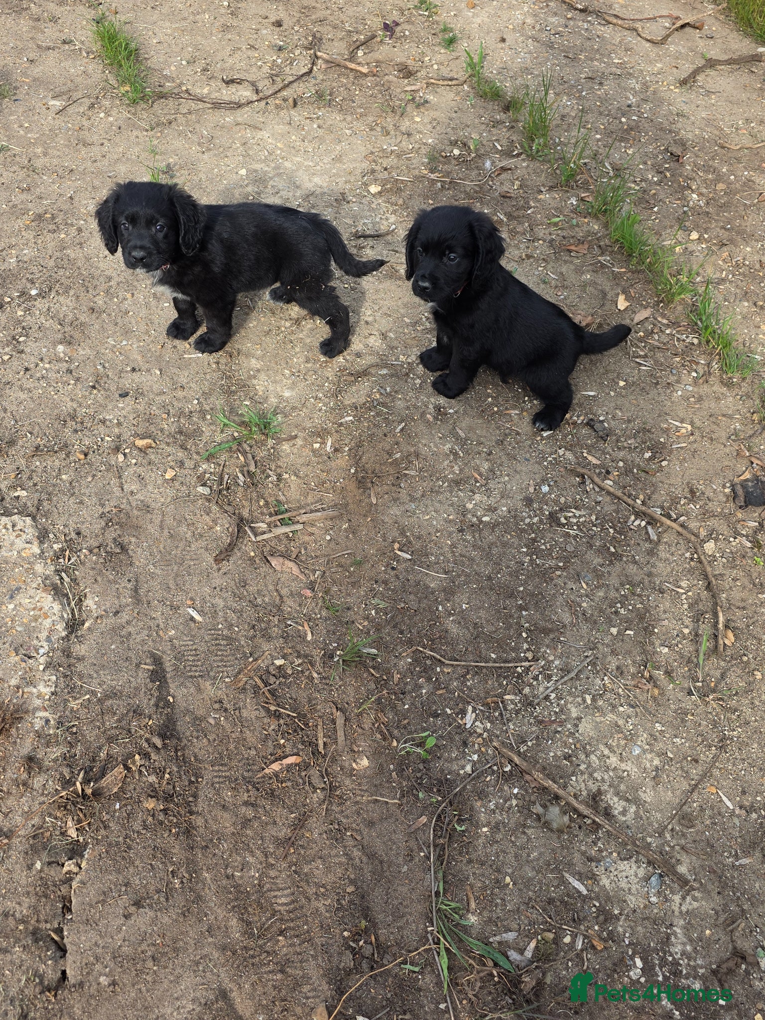 Mixed Breed dogs Sprockerdors - Advert 9