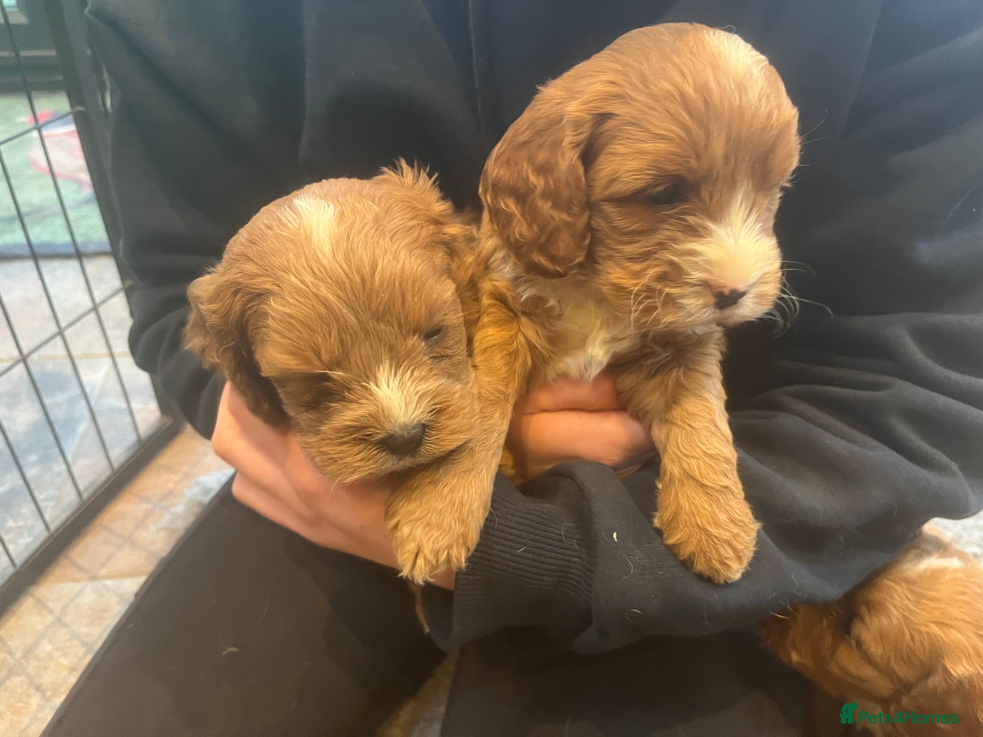 Cavapoo dogs Beautiful cavapoo puppies  - Advert 14