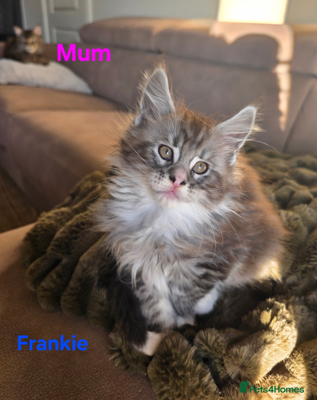 Maine Coon cats for sale: Rare Pure Breed Mainecoon Kitten - Advert 31