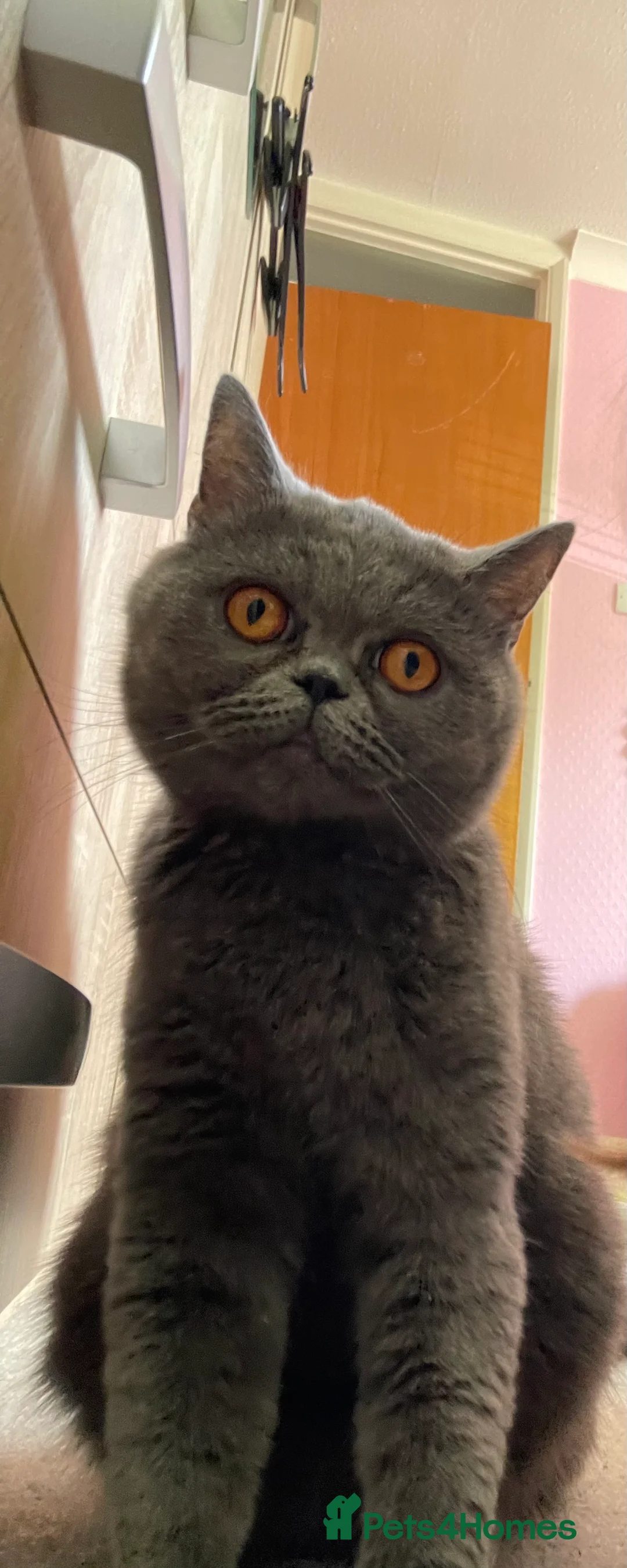 British Shorthair cats for sale:  British Short Hair kittens  - Advert 1